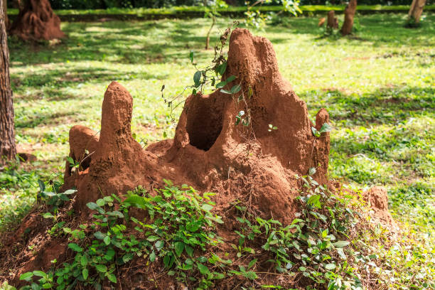 Giant termite mound Termite mound in bush of Sri Lanka termite mound stock pictures, royalty-free photos & images