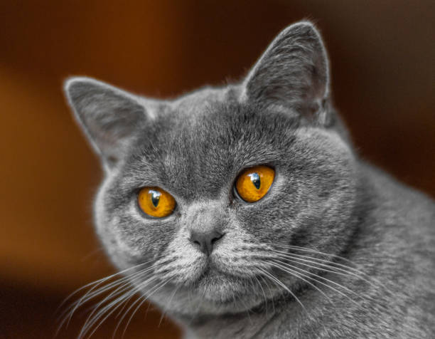 istock Beautiful british cat portrait. Looking in camera. Big eyes. 639925208