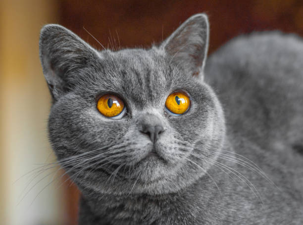 istock Beautiful british cat portrait. Looking in camera. Big eyes. 639925662