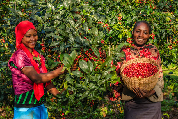 mujeres jóvenes africanas recolectando cerezas de café, áfrica oriental - village africa ethiopian culture ethiopia fotografías e imágenes de stock