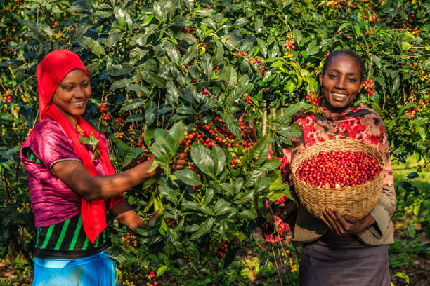 Young African women collecting coffee cherries, East Africa Young African women collecting coffee berries from a coffee plant, Ethiopia, Africa. There are several species of Coffea - the coffee plant. The finest quality of Coffea being Arabica, which originated in the highlands of Ethiopia. Arabica represents almost 60% of the world’s coffee production.. ethiopia photos stock pictures, royalty-free photos & images