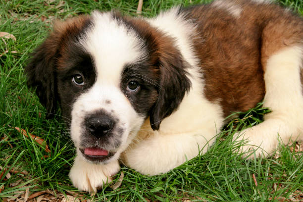 istock Saint bernard dog puppy siting on the grass 639927584