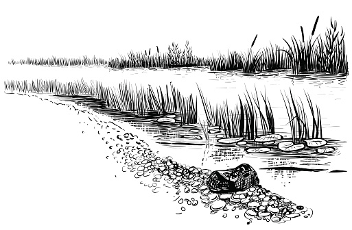 Black and white vector illustration of river landscape. Bank of the river with reed and cattail. Sketchy style.