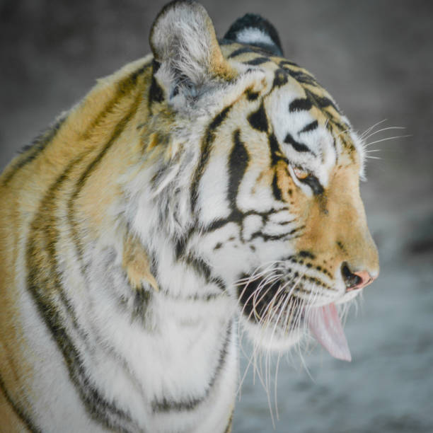 istock The picture Young tiger. 639929998