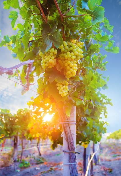 Grape vines with berries