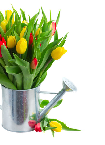 istock bouquet of yellow and red tulips 639931418