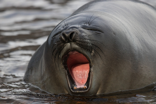 Funny elephant seal