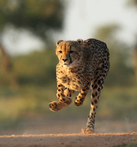 Running Man An adult Cheetah on the run. Taken in Kruger National Park beauty in nature vertical africa southern africa stock pictures, royalty-free photos & images