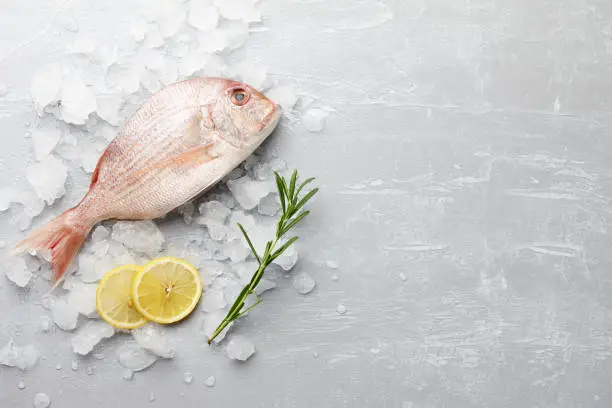 Fresh red Japanese seabream cooking on gray stone background, top view