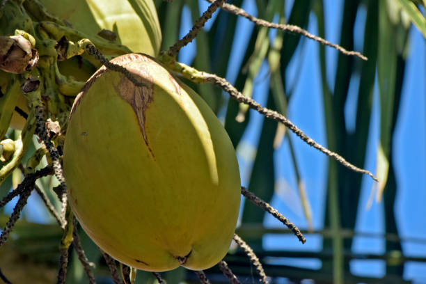 Coconut, Cocos nucifera, fruit probably originating from the North and Northeast Brazilian coast with ancient occurrence in Southeast Asia - Porto Seguro, BA, Brazil - March  , 2015