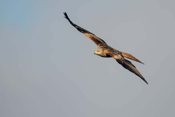 istock Red kite (Milvus milvus) soaring in flight with wings straight 639935084