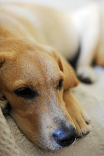 istock Fawn Labrador. Dog breed Labrador. 639935420
