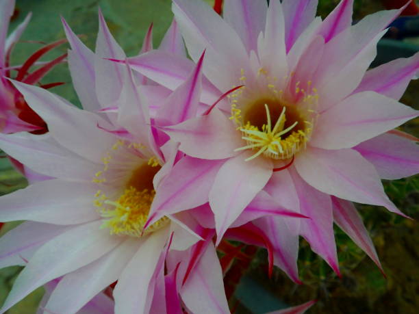 bela flores - single flower flower cactus hedgehog cactus imagens e fotografias de stock