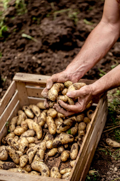 istock Organic Home-Grown Potato Crop 639938958