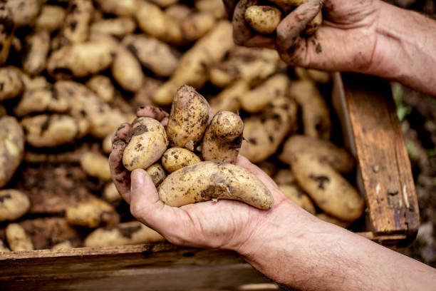 istock Organic Home-Grown Potato Crop 639938984