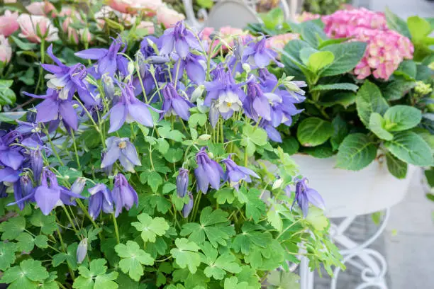 Potted flowers with violet Columbine