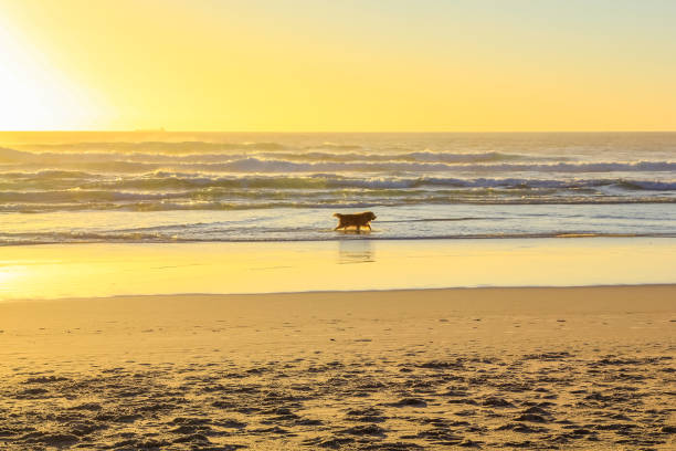 istock Dog running on the beach 639942158