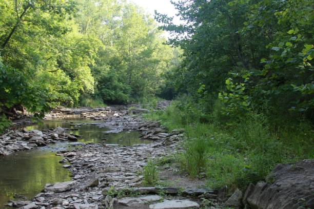 istock Creek in the Wooded Area 639942814