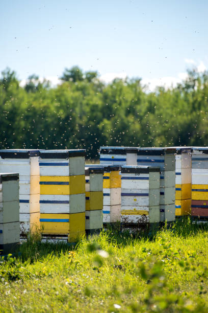 istock Colorful bee hives on hot summer day 639945034