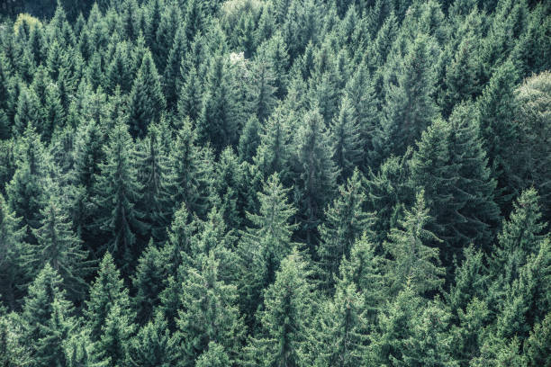 istock Fir forest view from above - beautiful nature of forest 639945256