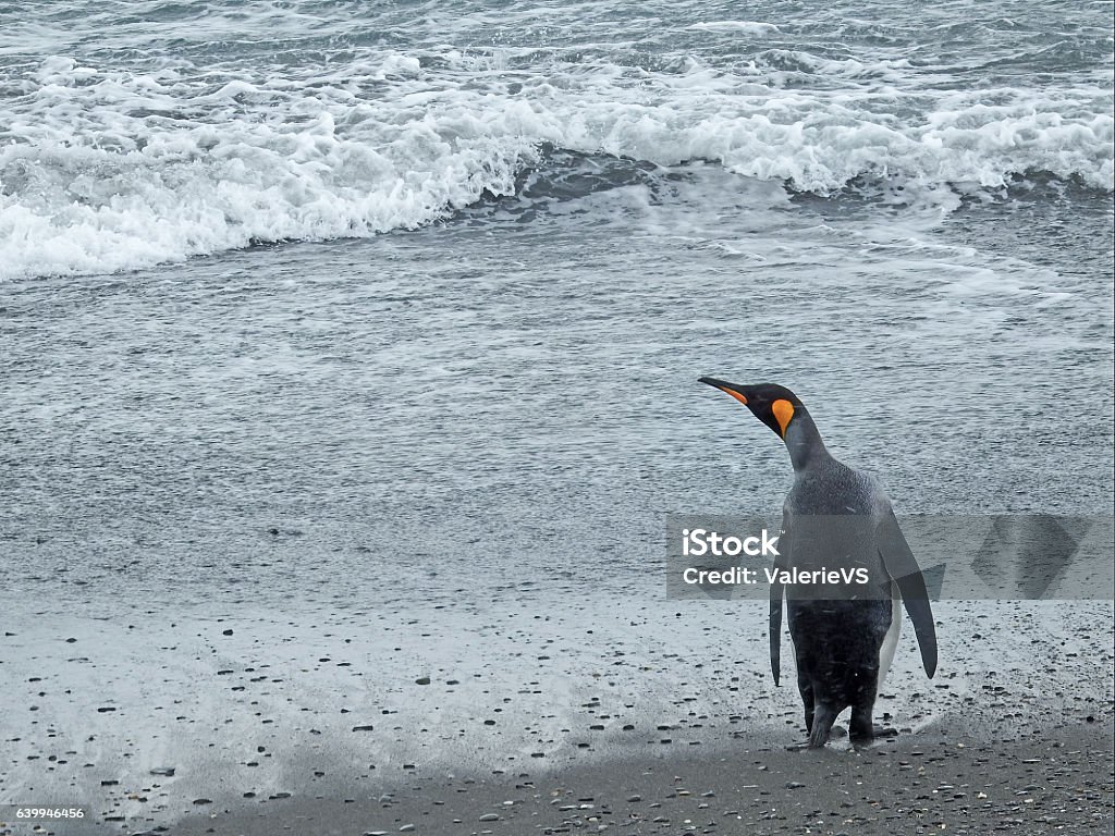 King Penguin On Beach South Georgia Stock Photo - Download Image Now -  Beach, Feeding, Horizontal - iStock