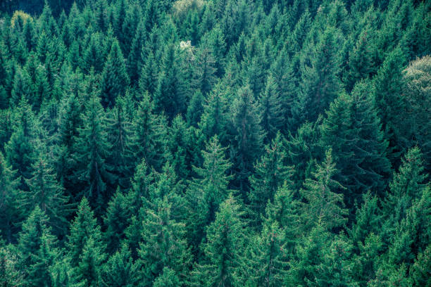 istock Fir forest view from above - beautiful nature of forest 639946484