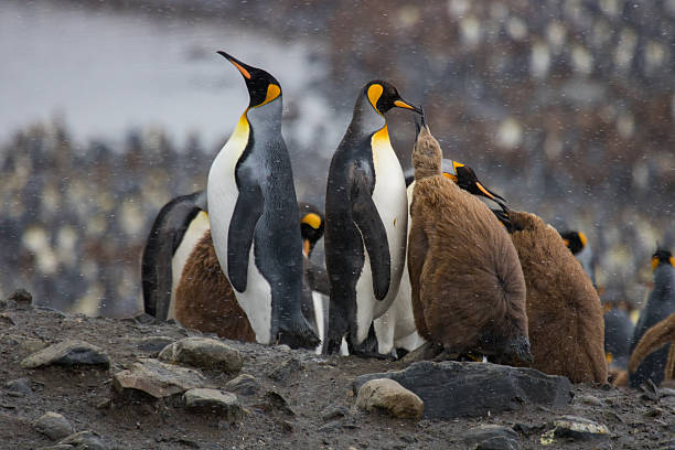 istock Largerst king penguin colony, South georgia 639947110