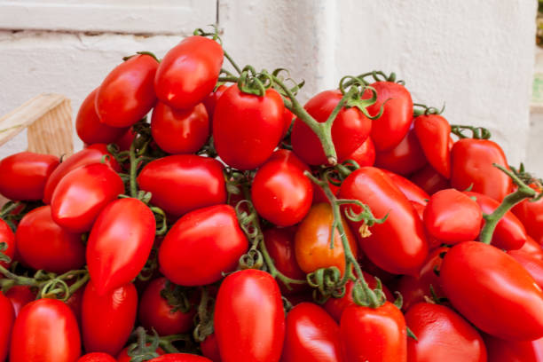 san marzano 토마토 - san marzano tomato 뉴스 사진 이미지