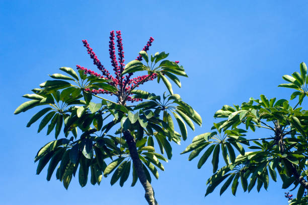 istock Queensland umbrella tree in boom 639947282