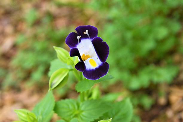 istock Beautiful Torenia flowers 639948250