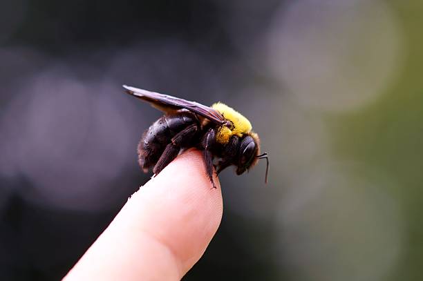 abeille  - abeille menuisière photos et images de collection