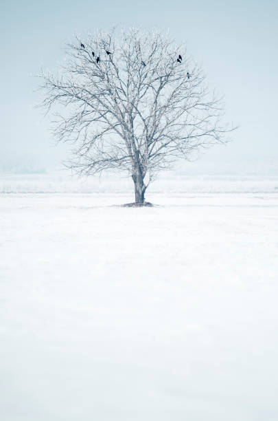 istock Single tree with birds in snowy field 639952554