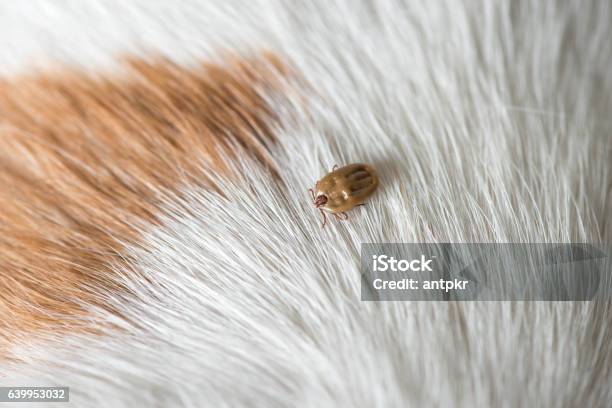 Ticks On Dog Stock Photo - Download Image Now - Dog, Scratching, Tick - Animal