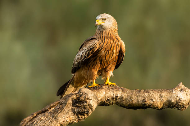 red kite stock photo