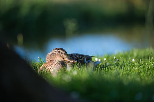 Mallard duck, grass
