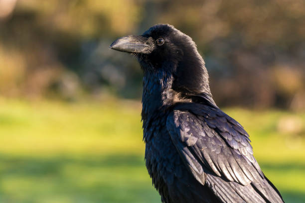 raven stock photo