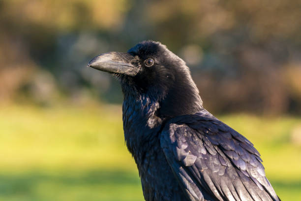 raven stock photo