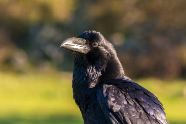 raven stock photo