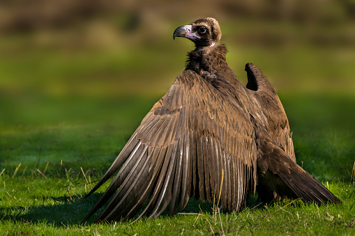 Aegypius monachus, Black vulture