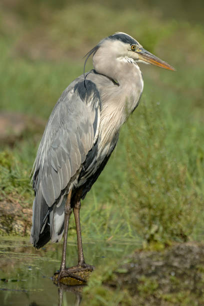 grey heron stock photo