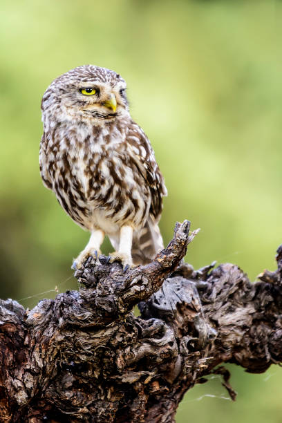 owl stock photo