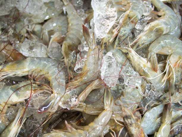 istock shrimp in the fresh market 639955684
