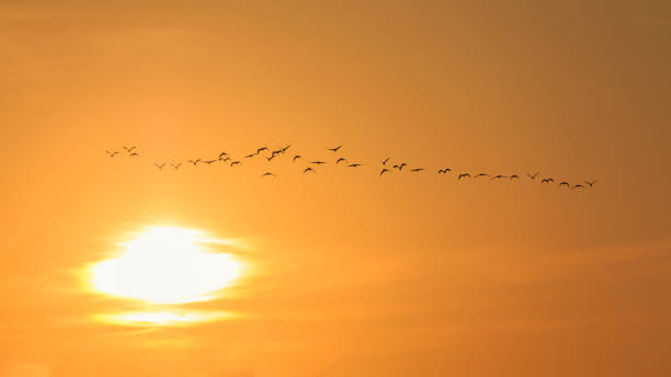 istock Sunset photo nature background, for graphic background 639956376
