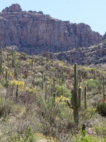 Saguaro cactus in Sabino Canyon just outside of Tucson Arizona in a mountainous desert area