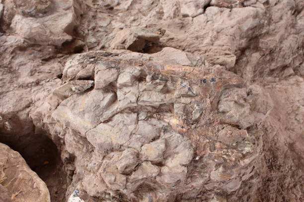 istock Petrified dinosaur remains in the mountain parks. 639956694