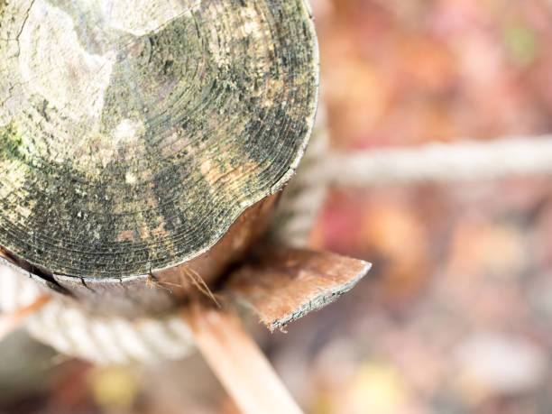 istock core of wood and green moss with dry leaf 639956948