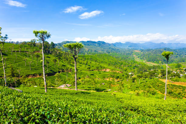 istock Haputale Highland Hills Tea Plantation View H 639957350