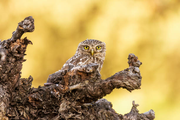 owl stock photo