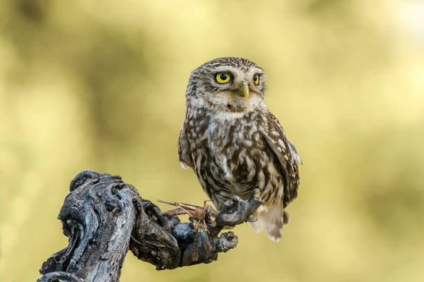 owl stock photo