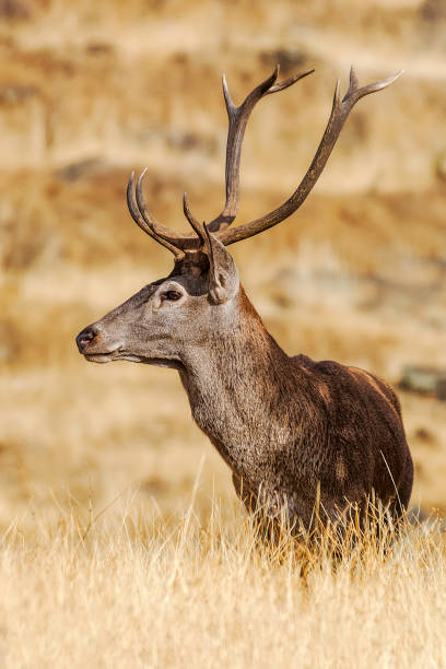 deer stock photo